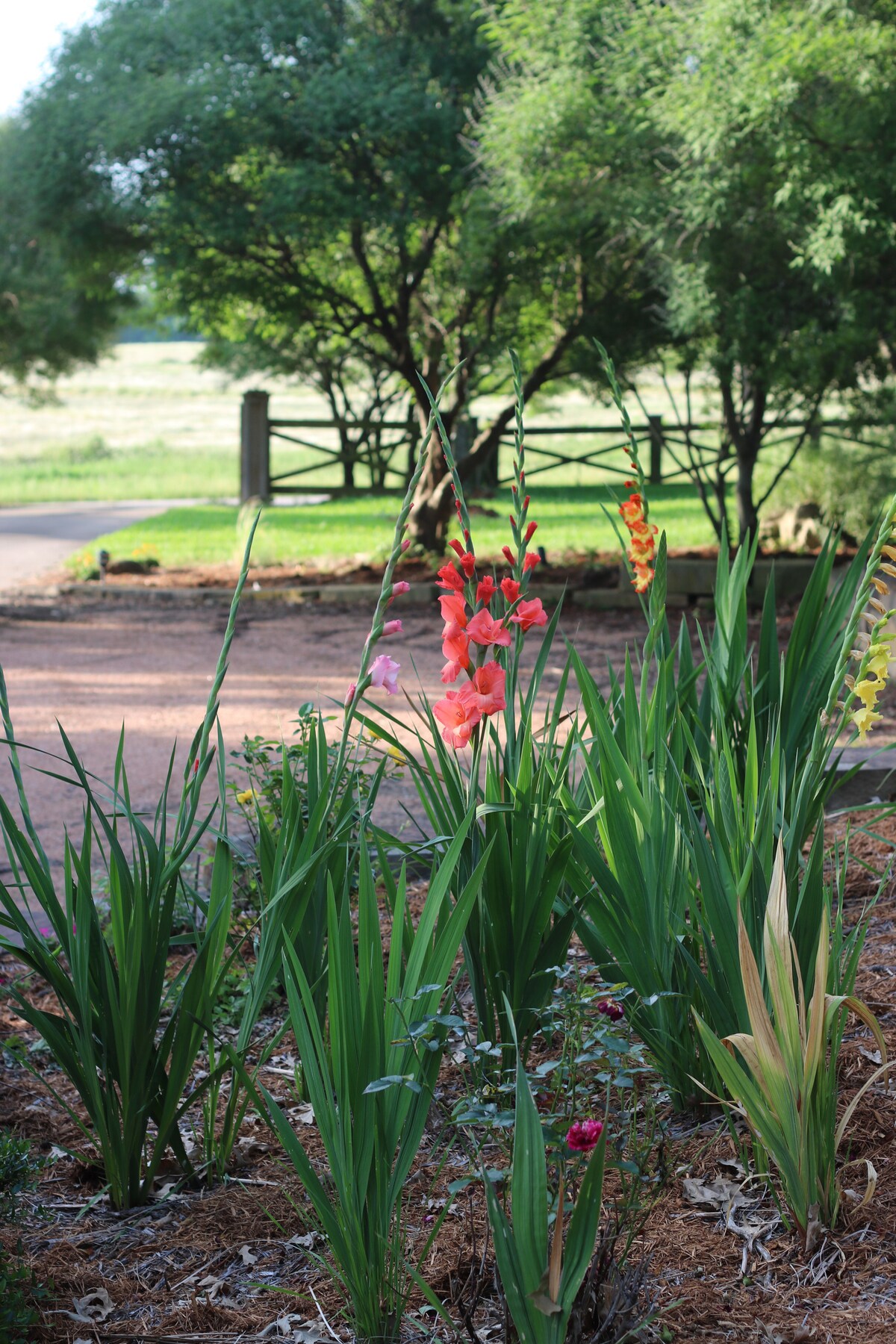 Country garden