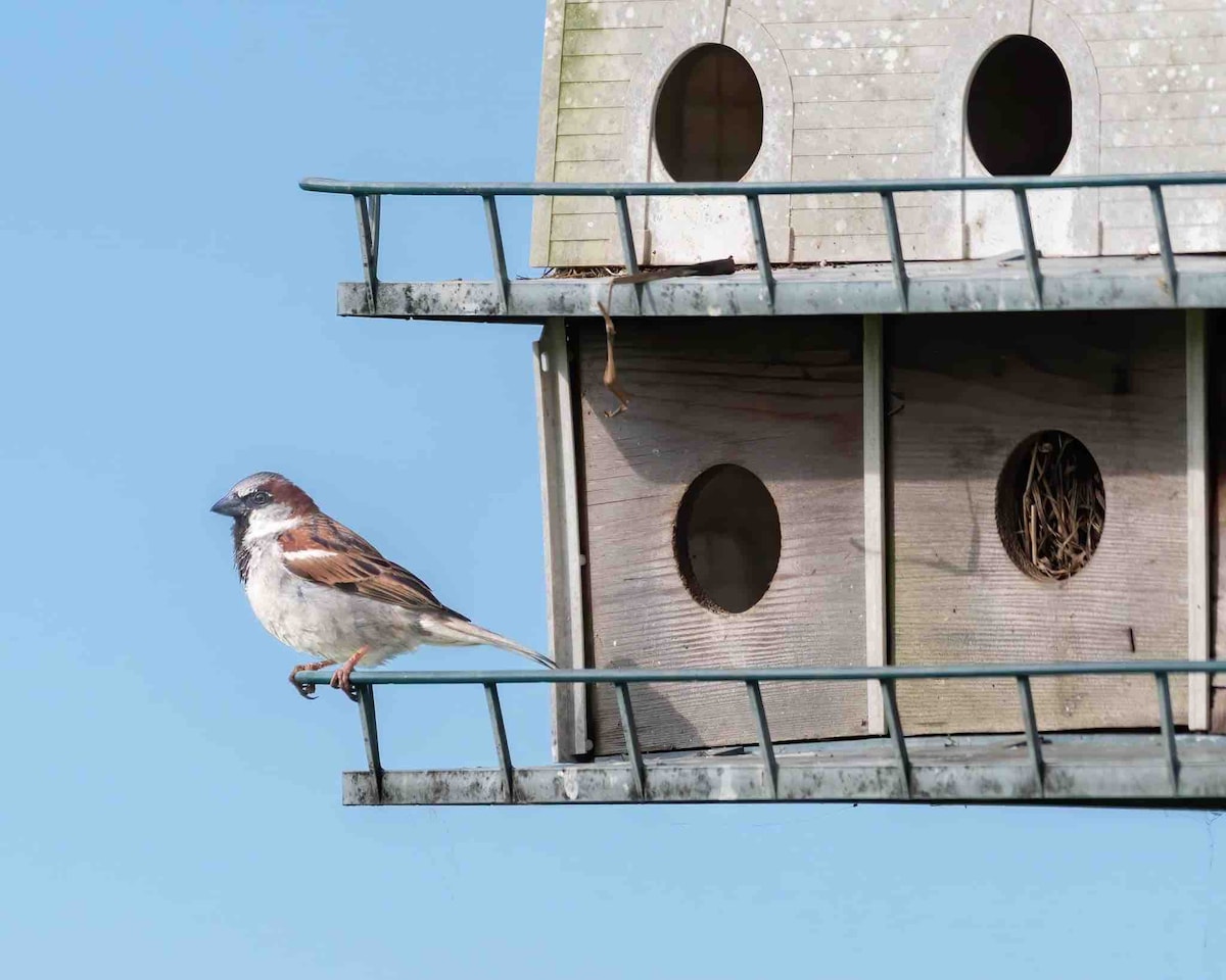 Garden visitor